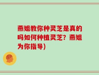 燕姐教你种灵芝是真的吗如何种植灵芝？燕姐为你指导)