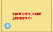 天鹅灵芝种植(天鹅灵芝的种植技巧)
