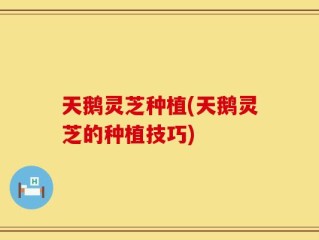 天鹅灵芝种植(天鹅灵芝的种植技巧)