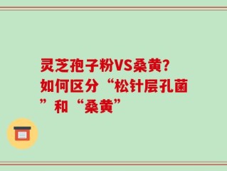 灵芝孢子粉VS桑黄？如何区分“松针层孔菌”和“桑黄”