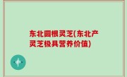 东北圆根灵芝(东北产灵芝极具营养价值)