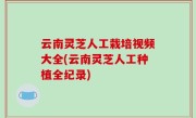 云南灵芝人工栽培视频大全(云南灵芝人工种植全纪录)