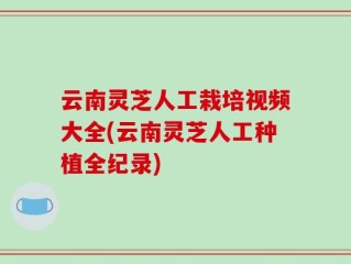云南灵芝人工栽培视频大全(云南灵芝人工种植全纪录)
