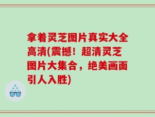 拿着灵芝图片真实大全高清(震撼！超清灵芝图片大集合，绝美画面引人入胜)