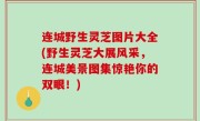 连城野生灵芝图片大全(野生灵芝大展风采，连城美景图集惊艳你的双眼！)