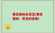 黄花梨树长灵芝(黄花梨树：灵芝的宝库)