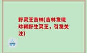 野灵芝吉林(吉林发现珍稀野生灵芝，引发关注)