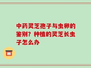 中药灵芝孢子与虫卵的鉴别？种植的灵芝长虫子怎么办