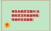 地生白鹤灵芝图片(白鹤和灵芝的美丽同框：惊艳的生态画卷)
