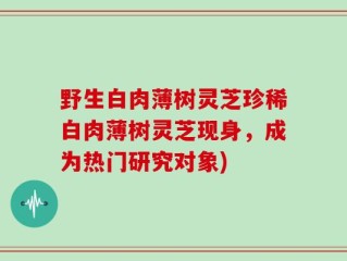 野生白肉薄树灵芝珍稀白肉薄树灵芝现身，成为热门研究对象)