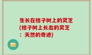 生长在桔子树上的灵芝(桔子树上长出的灵芝：天然的奇迹)