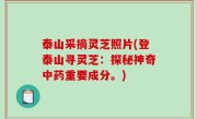 泰山采摘灵芝照片(登泰山寻灵芝：探秘神奇中药重要成分。)