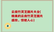 云南竹灵芝图片大全(精美的云南竹灵芝图片盛放，惊艳人心)