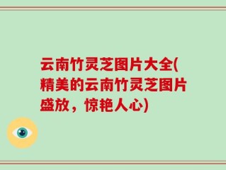 云南竹灵芝图片大全(精美的云南竹灵芝图片盛放，惊艳人心)