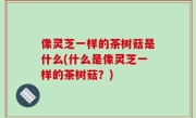 像灵芝一样的茶树菇是什么(什么是像灵芝一样的茶树菇？)