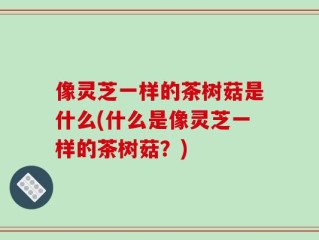 像灵芝一样的茶树菇是什么(什么是像灵芝一样的茶树菇？)