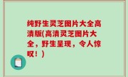 纯野生灵芝图片大全高清版(高清灵芝图片大全，野生呈现，令人惊叹！)