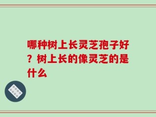 哪种树上长灵芝孢子好？树上长的像灵芝的是什么