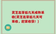 灵芝出芽后几天成熟采收(灵芝出芽后几天可采收，赶紧收获！)