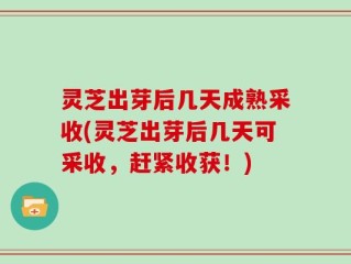灵芝出芽后几天成熟采收(灵芝出芽后几天可采收，赶紧收获！)