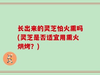 长出来的灵芝怕火熏吗(灵芝是否适宜用熏火烘烤？)
