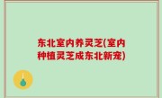 东北室内养灵芝(室内种植灵芝成东北新宠)