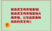 胶南灵芝鸡养殖基地(胶南灵芝鸡养殖基地火爆养殖，让您品尝美味极致的灵芝鸡!)