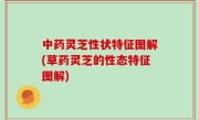 中药灵芝性状特征图解(草药灵芝的性态特征图解)