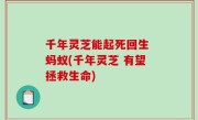 千年灵芝能起死回生 蚂蚁(千年灵芝 有望拯救生命)