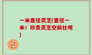 一米直径灵芝(直径一米！珍贵灵芝空前壮观)