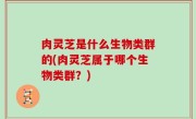 肉灵芝是什么生物类群的(肉灵芝属于哪个生物类群？)