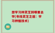 想学习种灵芝到哪里去学(寻找灵芝之道：学习种植技术)