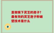 显微镜下灵芝的孢子？最有效的灵芝孢子粉破壁技术是什么