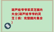葫芦娃爷爷采灵芝图片大全(葫芦娃爷爷的灵芝採摘：完整图片集合)