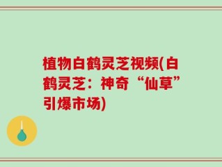 植物白鹤灵芝视频(白鹤灵芝：神奇“仙草”引爆市场)