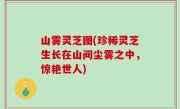 山雾灵芝图(珍稀灵芝生长在山间尘雾之中，惊艳世人)