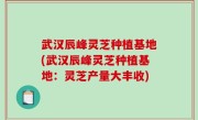武汉辰峰灵芝种植基地(武汉辰峰灵芝种植基地：灵芝产量大丰收)
