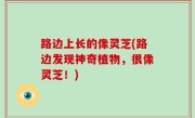 路边上长的像灵芝(路边发现神奇植物，很像灵芝！)