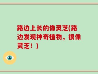 路边上长的像灵芝(路边发现神奇植物，很像灵芝！)