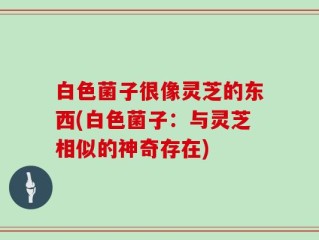 白色菌子很像灵芝的东西(白色菌子：与灵芝相似的神奇存在)