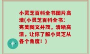 小灵芝百科全书图片高清(小灵芝百科全书：完美图文并茂，清晰高清，让你了解小灵芝从各个角度！)