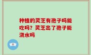 种植的灵芝有孢子吗能吃吗？灵芝出了孢子能浇水吗