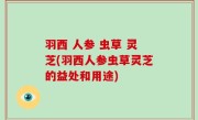 羽西 人参 虫草 灵芝(羽西人参虫草灵芝的益处和用途)