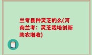 兰考县种灵芝的么(河南兰考：灵芝栽培创新助农增收)