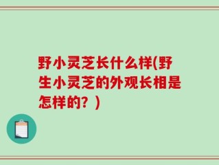 野小灵芝长什么样(野生小灵芝的外观长相是怎样的？)