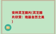 安利灵芝图片(灵芝图片欣赏：瑰丽自然之美)