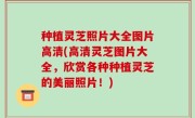 种植灵芝照片大全图片高清(高清灵芝图片大全，欣赏各种种植灵芝的美丽照片！)