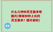 什么几种树灵芝最多呢图片(哪些树种上长的灵芝最多？图片解析)