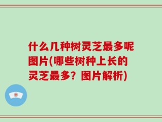 什么几种树灵芝最多呢图片(哪些树种上长的灵芝最多？图片解析)