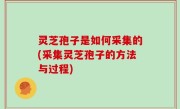 灵芝孢子是如何采集的(采集灵芝孢子的方法与过程)